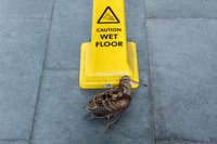Dead bird at Barbican.