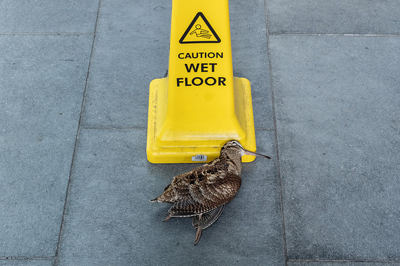 Dead bird at Barbican.