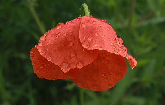 After the Rain