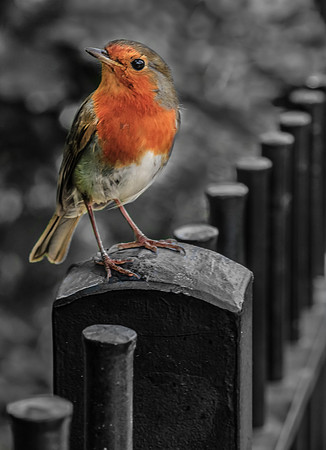 Greenwich Robin