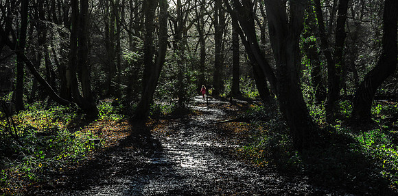 A Winter Walk in the Woods